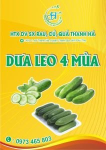 DƯA LEO 4 MÙA