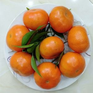 Cam Canh Cao Phong