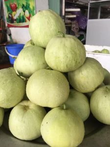 Dưa lê sạch Mạnh Liên