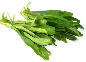 Mùi tàu