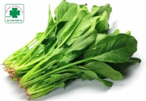Rau Cải bó xôi Tứ Xã