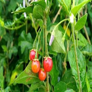 Con Giống Cây Cà Gai Leo (Chỉ Bán Số Lượng Lớn)
