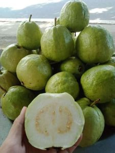 Ổi sạch Mạnh Liên